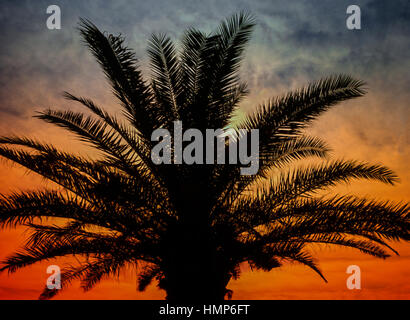 pal tree sunset Stock Photo