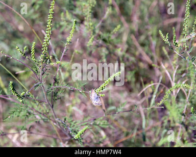 Promethea moth Stock Photo: 30363126 - Alamy