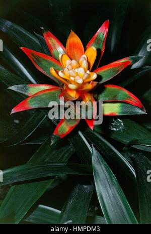 Guzmania (Guzmania sp), Bromeliaceae. Stock Photo