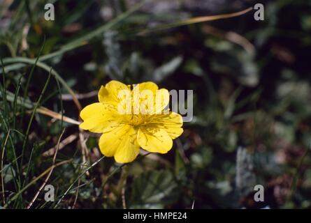Dwarf yellow cinquefoil (Potentilla aurea), Rosaceae. Stock Photo