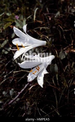 Saint Bruno's lily (Paradisea liliastrum), Liliaceae. Stock Photo