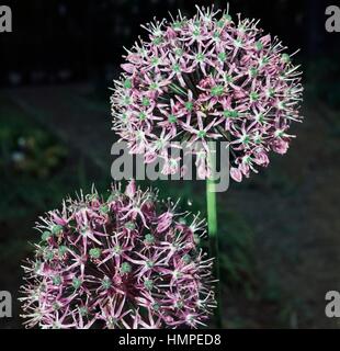 Garlic flower head (Allium sativum), Liliaceae. Stock Photo