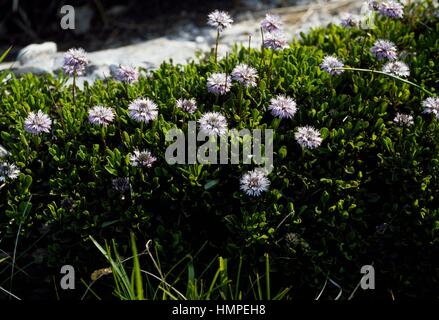 Matted globularia or Heart-leaved globe daisy (Globularia cordifolia), Plantaginaceae. Stock Photo