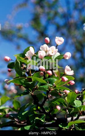 Hall Crab Apple tree flowers (Malus halliana), Rosaceae. Stock Photo