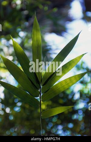 Common Bamboo or Golden Bamboo leaf (Bambusa vulgaris), Poaceae. Stock Photo