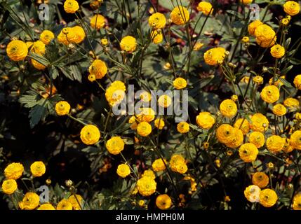 Double Meadow Buttercup