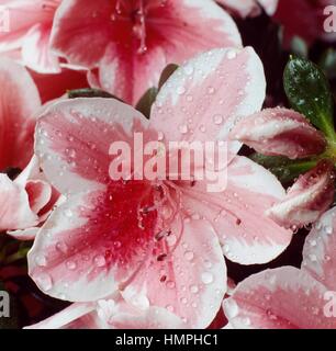 Azalea (Rhododendron Mrs GW Leak), Ericaceae Stock Photo - Alamy