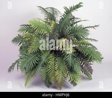 Silver lady (Blechnum gibbum), Blechnaceae. Stock Photo