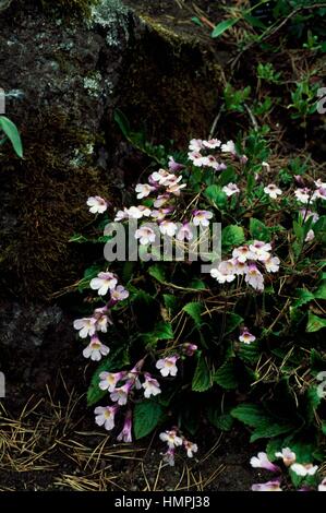Balkan Rock Plate (Haberlea rhodopensis Latifolia), Gesneriaceae, Royal Botanic Garden Edinburgh, Scotland, United Kingdom. Stock Photo