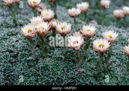 Alpine everlasting or Milford everlasting (Helichrysum milfordiae), Asteraceae. Stock Photo