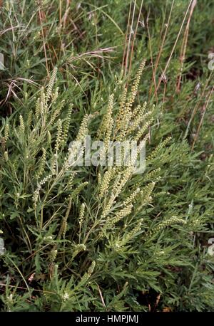 Cuman ragweed, Perennial ragweed, Western ragweed (Ambrosia Stock Photo ...