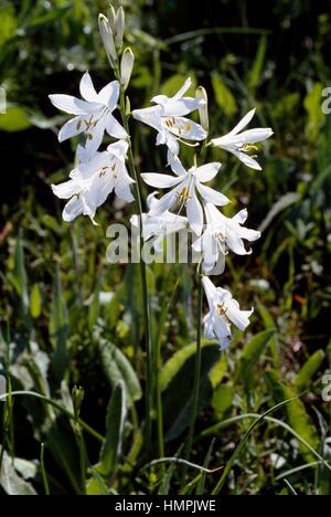 Saint Bruno's lily (Paradisea liliastrum), Liliaceae, Queyras Regional natural Park, France. Stock Photo