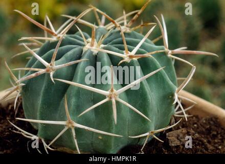 Stenocactus coptonogonus, Cactaceae. Stock Photo