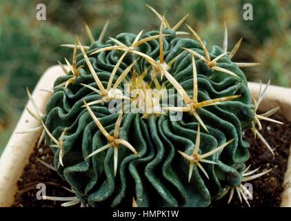 Stenocactus multicostatus, Cactaceae. Stock Photo