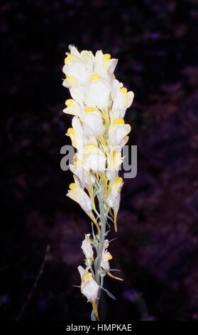 Common toadflax, Yellow toadflax, or Butter-and-eggs (Linaria vulgaris), Scrophulariaceae. Stock Photo
