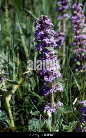 Pyramid bugle (Ajuga pyramidalis), Lamiaceae. Stock Photo