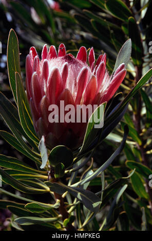 Oleanderleaf protea (Protea neriifolia), Proteaceae, South Africa. Stock Photo