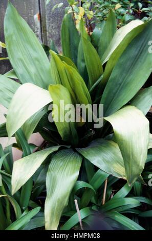 Cast-iron Plant or Barroom Plant (Aspidistra elatior), Asparagaceae. Stock Photo