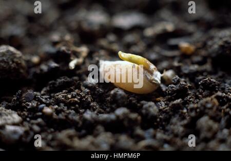 Newly germinated caryopsis of Common Wheat or Bread Wheat (Triticum vulgare or Triticum aestivum), Poaceae. Stock Photo