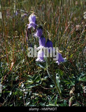 Bearded bellflower (Campanula barbata), Campanulaceae. Stock Photo