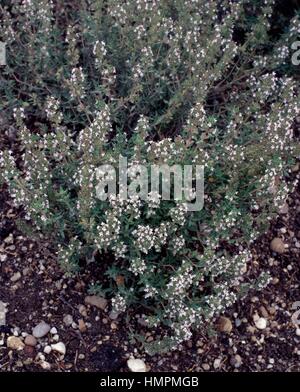 Thyme (Thymus vulgaris), Lamiaceae. Stock Photo