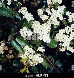 Hawthorn (Crataegus oxyacantha), Rosaceae. Stock Photo