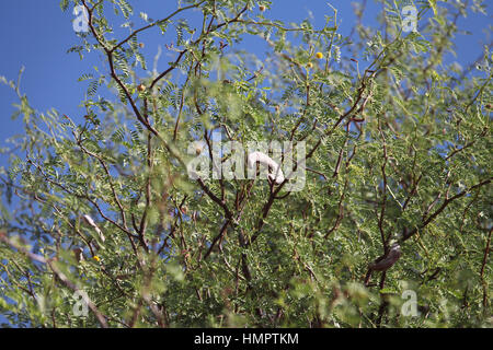 Camel Thorn Tree in Namibia Stock Photo