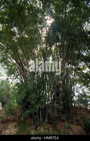 Common Bamboo or Golden Bamboo (Bambusa vulgaris), Poaceae. Stock Photo