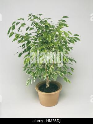 Houseplants - Moraceae. Weeping fig (Ficus benjamina) Stock Photo