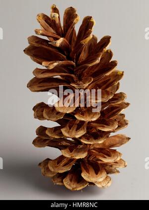 Chinese White Pine strobilus (Pinus armandii), Pinaceae. Stock Photo