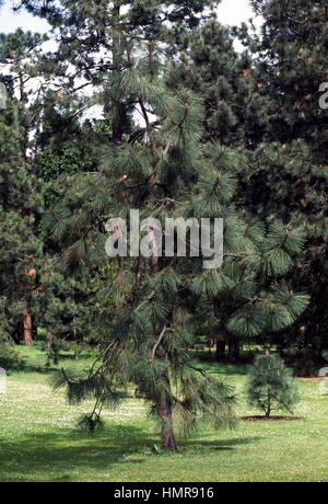 Apache Pine (Pinus engelmannii), Pinaceae. Stock Photo