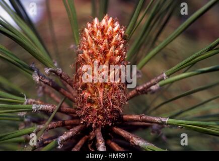 Apache Pine strobilus and leaves (Pinus engelmannii), Pinaceae. Stock Photo