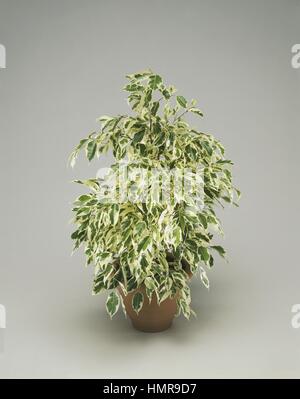 Houseplants - Moraceae. Weeping fig (Ficus benjamina 'Starlight') Stock Photo