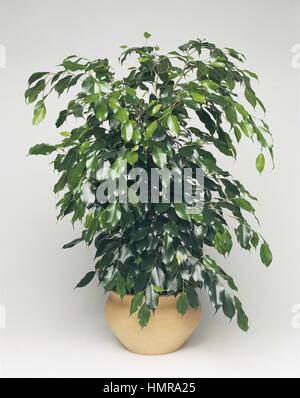 Houseplants - Moraceae. Weeping fig (Ficus benjamina 'Danielle') Stock Photo