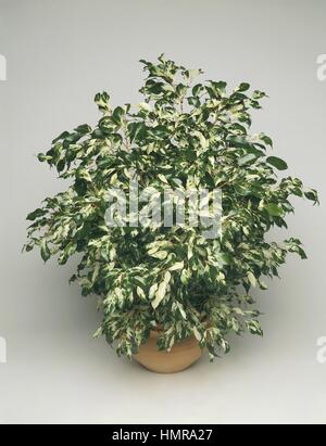 Houseplants - Moraceae. Weeping fig (Ficus benjamina 'Fantasy') Stock Photo