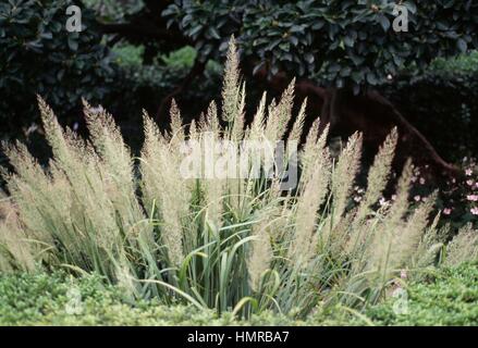 Silver spike grass (Achnatherum calamagrostis), Poaceae. Stock Photo
