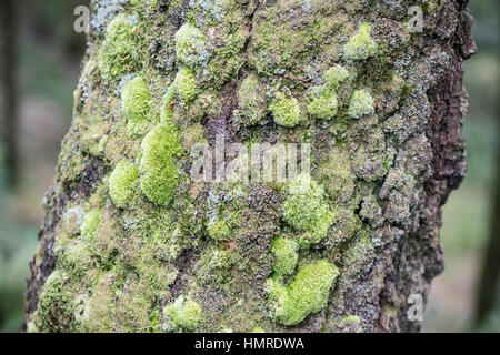 Mosses and lichens on larch bark in Coed Maenarthur, Ceredigion, Wales Stock Photo