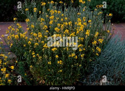 Wallflower (Cheiranthus cheiri), Brassicaceae. Stock Photo