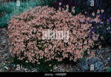 Diascia Blackthorn Apricot, Scrophulariaceae. Stock Photo