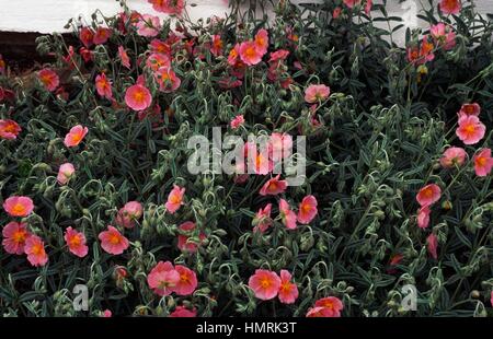 Wisley pink (Helianthemum rhodanthe carneum), Cistaceae. Stock Photo