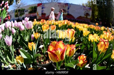 Kunming, China's Yunnan Province. 5th Feb, 2017. Tulip flowers bloom at Daguan Park in Kunming, capital of southwest China's Yunnan Province, Feb. 5, 2017. Kunming is known as the 'spring city' for its mild climate and year-round green environment. Credit: Lin Yiguang/Xinhua/Alamy Live News Stock Photo