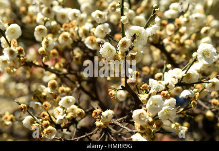 Kunming, China's Yunnan Province. 5th Feb, 2017. Plum flowers bloom at Daguan Park in Kunming, capital of southwest China's Yunnan Province, Feb. 5, 2017. Kunming is known as the 'spring city' for its mild climate and year-round green environment. Credit: Lin Yiguang/Xinhua/Alamy Live News Stock Photo