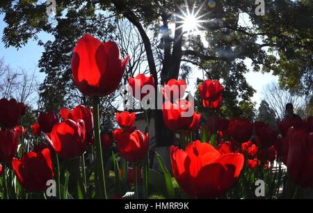 Kunming, China's Yunnan Province. 5th Feb, 2017. Tulip flowers bloom at Daguan Park in Kunming, capital of southwest China's Yunnan Province, Feb. 5, 2017. Kunming is known as the 'spring city' for its mild climate and year-round green environment. Credit: Lin Yiguang/Xinhua/Alamy Live News Stock Photo