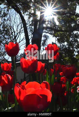 Kunming, China's Yunnan Province. 5th Feb, 2017. Tulip flowers bloom at Daguan Park in Kunming, capital of southwest China's Yunnan Province, Feb. 5, 2017. Kunming is known as the 'spring city' for its mild climate and year-round green environment. Credit: Lin Yiguang/Xinhua/Alamy Live News Stock Photo