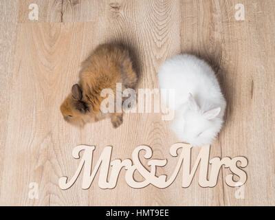 Closeup of two cute rabbits on a wooden background Stock Photo