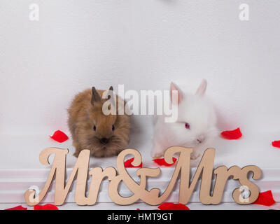 Two adorable rabbit on a white background Stock Photo