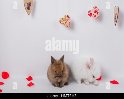 Two adorable rabbit on a white background Stock Photo