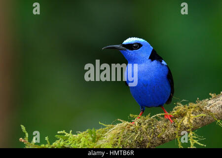 Red-legged Honeycreeper in Costa Rica Rain forest Stock Photo