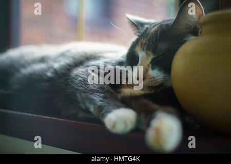 Grey and white young cat sleeping on a windowsill having a Sunday snooze, being lazy Stock Photo