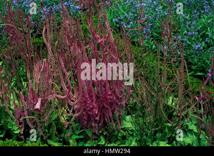 Statice in bloom (Psylliostachys suworowii), Plumbaginaceae. Stock Photo